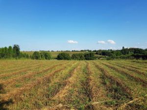 Teren intravilan 3.399 mp, ideal investitie sau dezvoltare rezidentiala – Adunatii Copaceni